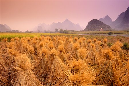 farm field bundles - Harvested Rice, Guangxi Province, China Stock Photo - Premium Royalty-Free, Code: 600-00846758