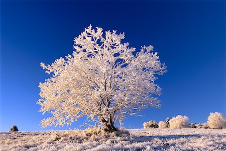 rhoen - Arbre en hiver, Rhoen, Bavière, Allemagne Photographie de stock - Premium Libres de Droits, Code: 600-00846769