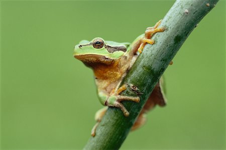 simsearch:700-00021622,k - Tree Toad Stock Photo - Premium Royalty-Free, Code: 600-00846760