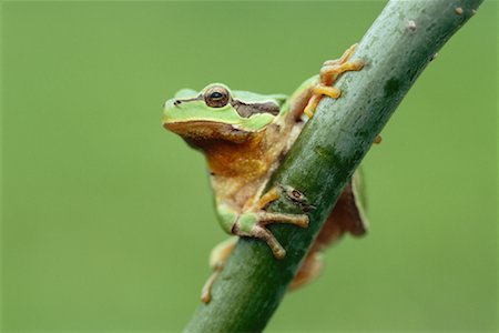 Tree Toad Stock Photo - Premium Royalty-Free, Code: 600-00846760