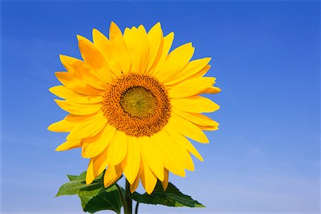 pic of one sunflower and stem - Close-Up of Sunflower Stock Photo - Premium Royalty-Free, Code: 600-00846775