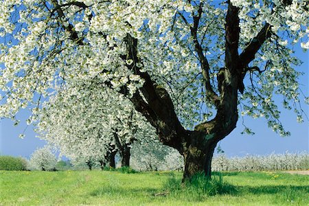 simsearch:600-06125869,k - Cherry Trees, Baden-Wurttemberg, Germany Stock Photo - Premium Royalty-Free, Code: 600-00846772