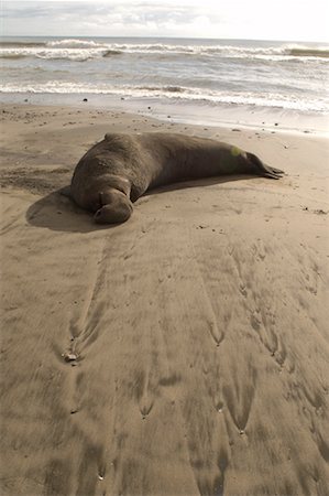 simsearch:600-01072454,k - Elephant Seal, Half Moon Bay, California, USA Foto de stock - Sin royalties Premium, Código: 600-00847787