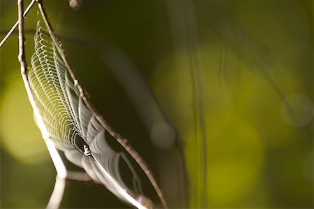 forêt de séquoias - Gros plan de la toile d'araignée Photographie de stock - Premium Libres de Droits, Code: 600-00847796