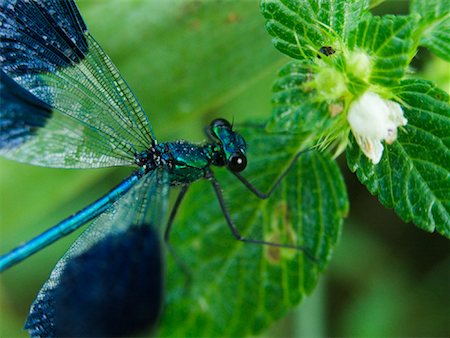 simsearch:600-00933950,k - Banded Demoiselle Stock Photo - Premium Royalty-Free, Code: 600-00848047