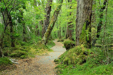 Lake Gunn Nature Walk, Fjordland-Nationalpark, Südinsel, Neuseeland Stockbilder - Premium RF Lizenzfrei, Bildnummer: 600-00848204