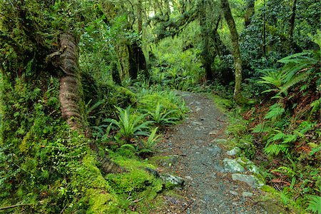 fiordland national park - Footpath in Forest, Fiordland National Park, South Island, New Zealand Foto de stock - Sin royalties Premium, Código: 600-00848205