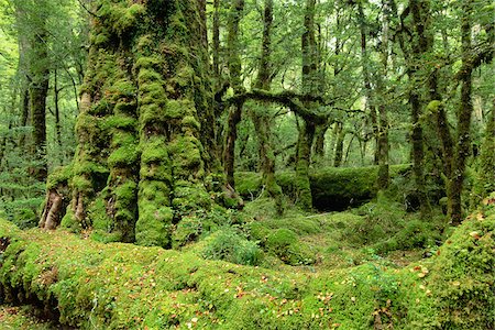 simsearch:600-01458379,k - Lac Gunn Nature Walk, Fjordland National Park, South Island, Nouvelle-Zélande Photographie de stock - Premium Libres de Droits, Code: 600-00848206