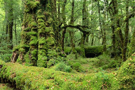 Lac Gunn Nature Walk, Fjordland National Park, South Island, Nouvelle-Zélande Photographie de stock - Premium Libres de Droits, Code: 600-00848206