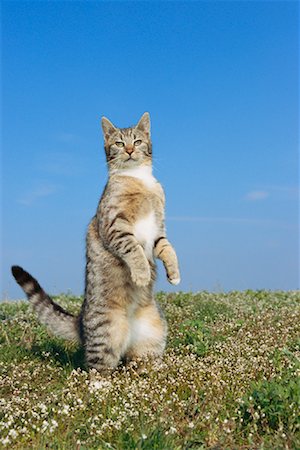 standing on hind legs - Cat Standing on Hind Legs Foto de stock - Sin royalties Premium, Código: 600-00848240