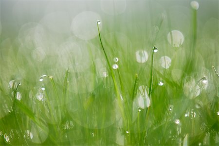 Dew Drops on Grass Blades Stock Photo - Premium Royalty-Free, Code: 600-00864594