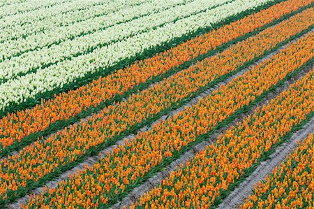 simsearch:700-00182222,k - Tulip Field, Lisse, Holland, Netherlands Foto de stock - Royalty Free Premium, Número: 600-00864604