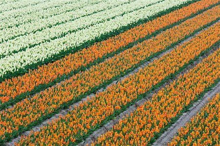 Tulip Field, Lisse, Holland, Netherlands Stock Photo - Premium Royalty-Free, Code: 600-00864604