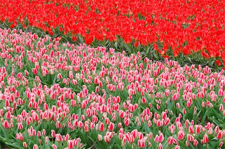 simsearch:600-02638007,k - Tulip Field, Lisse, Holland, Netherlands Stock Photo - Premium Royalty-Free, Code: 600-00864606