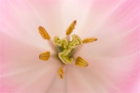 simsearch:614-08908302,k - Close-Up of Tulip Foto de stock - Sin royalties Premium, Código: 600-00864616