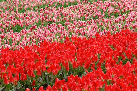 simsearch:633-02417620,k - Tulip Field, Lisse, Holland, Netherlands Stock Photo - Premium Royalty-Free, Code: 600-00864610