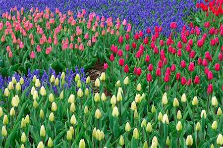 Tulips, Keukenhof Gardens, Holland, Netherlands Foto de stock - Sin royalties Premium, Código: 600-00864612