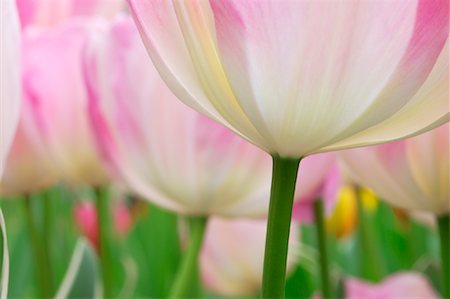 simsearch:600-02130213,k - Gros plan de tulipe Photographie de stock - Premium Libres de Droits, Code: 600-00864620