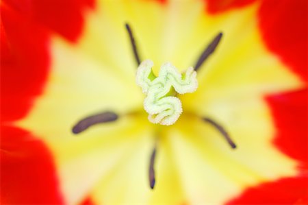 Close-Up of Tulip Stock Photo - Premium Royalty-Free, Code: 600-00864623