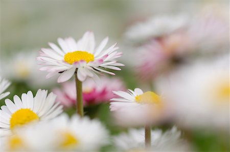 simsearch:600-02080789,k - Close-Up of English Daisies Stock Photo - Premium Royalty-Free, Code: 600-00864635