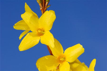 simsearch:700-02669367,k - Gros plan de Forsythia fleur Photographie de stock - Premium Libres de Droits, Code: 600-00864637