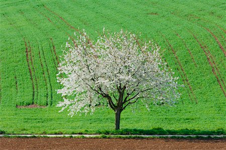 simsearch:633-02417620,k - Cherry Tree and Field, Baden-Wurttemberg, Germany Stock Photo - Premium Royalty-Free, Code: 600-00864645