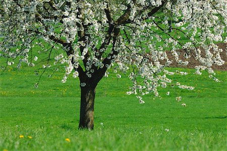 Cherry Tree, Bavaria, Germany Stock Photo - Premium Royalty-Free, Code: 600-00864647