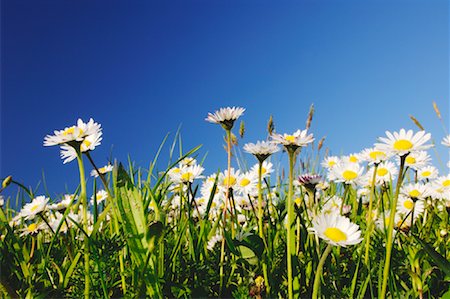 scenery with daisies - Daisies in Meadow, Lake Constance Badem-Wuerttemberg, Germany Stock Photo - Premium Royalty-Free, Code: 600-00864654