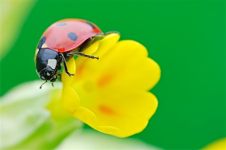 picture of ladybird on flower - Close-Up of Ladybug Stock Photo - Premium Royalty-Free, Code: 600-00864656