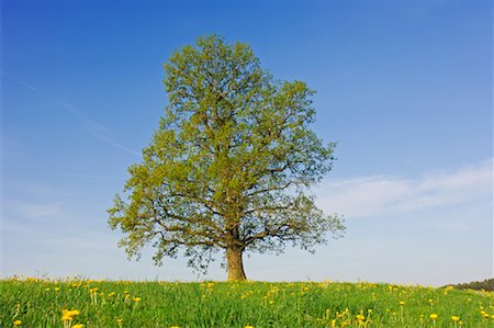 Oak Tree in Meadow, Baden-Wurttemberg, Germany Stock Photo - Premium Royalty-Free, Code: 600-00864665