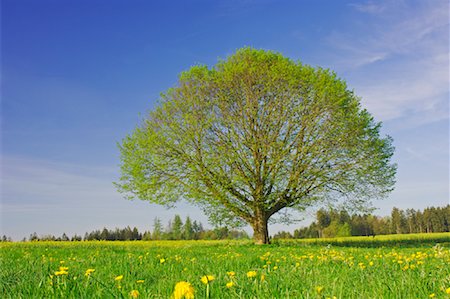 Lime Tree in Meadow, Baden-Wurttemberg, Germany Stock Photo - Premium Royalty-Free, Code: 600-00864666