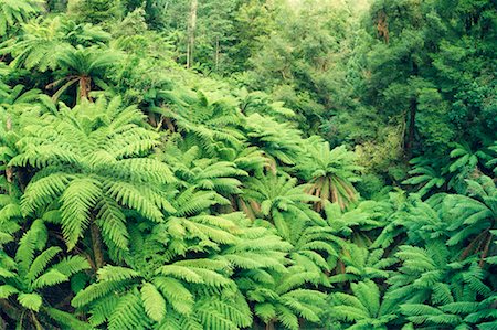 simsearch:6119-08267225,k - Tree Ferns, Tarra Bulga National Park, Victoria, Australia Foto de stock - Sin royalties Premium, Código: 600-00865350