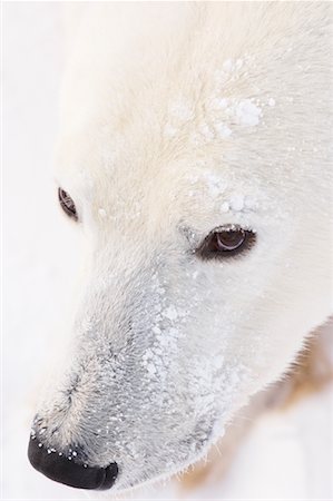Portrait of Polar Bear Stock Photo - Premium Royalty-Free, Code: 600-00866414