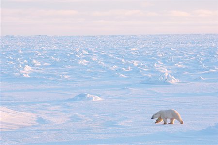 simsearch:600-03404914,k - Ours polaire marchant sur la glace, Churchill, Manitoba, Canada Photographie de stock - Premium Libres de Droits, Code: 600-00866419