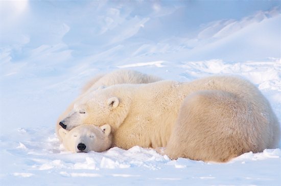 Mother Polar Bear With Cubs, Churchill, Manitoba, Canada Stock Photo - Premium Royalty-Free, Artist: Chris Hendrickson, Image code: 600-00866410