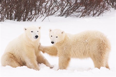 polar bear cubs in snow - Polar Bears Playing, Churchill, Manitoba, Canada Foto de stock - Sin royalties Premium, Código: 600-00866412