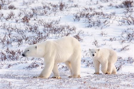 simsearch:600-00032886,k - Mother Polar Bear With Cub, Churchill, Manitoba, Canada Stock Photo - Premium Royalty-Free, Code: 600-00866421