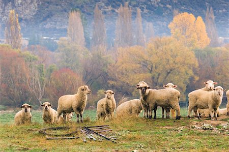 Flock of Sheep on Hill, Wanaka, Otago, South Island, New Zealand Foto de stock - Sin royalties Premium, Código: 600-00917940