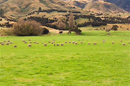 Sheep in Pasture, Maungawera, Otago, South Island, New Zealand Foto de stock - Sin royalties Premium, Código: 600-00917941