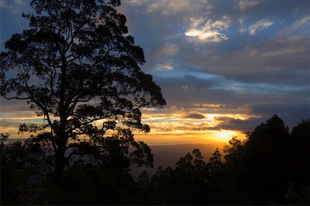 simsearch:600-02886415,k - Arbre au coucher du soleil, Parc National des Yarra Ranges, Victoria, Australie Photographie de stock - Premium Libres de Droits, Code: 600-00917958