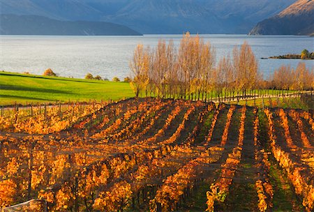 Vineyard and Lake, Lake Wanaka, Wanaka, Otago, South Island, New Zealand Foto de stock - Sin royalties Premium, Código: 600-00917963