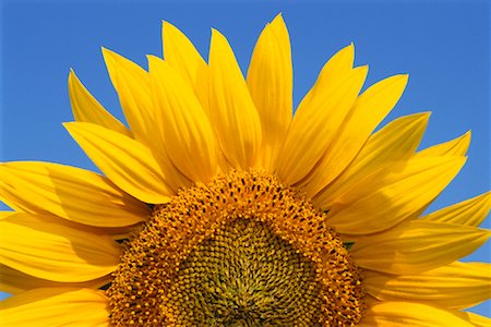 detail of sunflower - Close-Up of Sunflower Stock Photo - Premium Royalty-Free, Code: 600-00911017