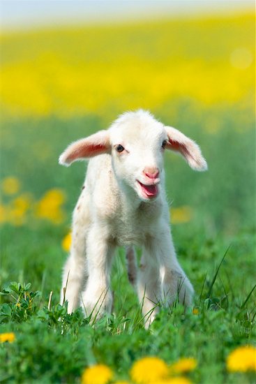 Portrait of Lamb Stock Photo - Premium Royalty-Free, Artist: Martin Ruegner, Image code: 600-00911068