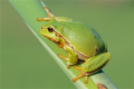 rainette - Tree Frog Foto de stock - Sin royalties Premium, Código: 600-00911060