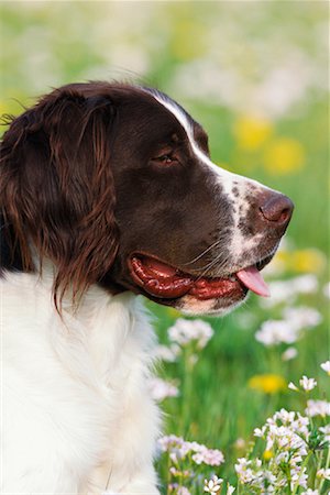 simsearch:700-00076413,k - Portrait de chien épagneul Photographie de stock - Premium Libres de Droits, Code: 600-00911074