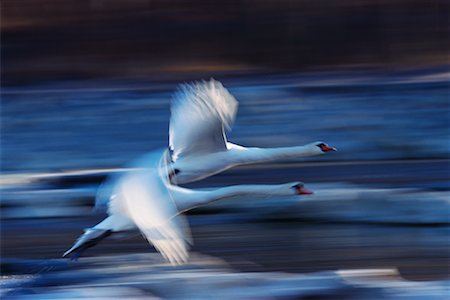 swan river - Mute Swans Foto de stock - Royalty Free Premium, Número: 600-00911073