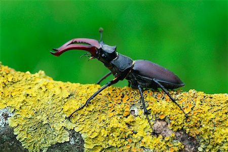 simsearch:600-00934005,k - Stag Beetle Stock Photo - Premium Royalty-Free, Code: 600-00911080