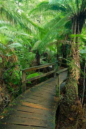 simsearch:600-03907382,k - Boardwalk, Otway National Park, Victoria, Australia Stock Photo - Premium Royalty-Free, Code: 600-00911092