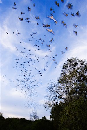 Mexican Free-Tailed Bats in Flight Stock Photo - Premium Royalty-Free, Code: 600-00934002