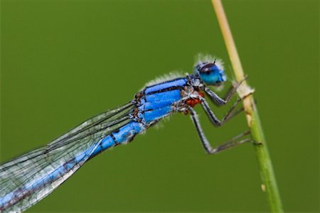 simsearch:600-00933934,k - Close-Up of Damselfly Stock Photo - Premium Royalty-Free, Code: 600-00934018
